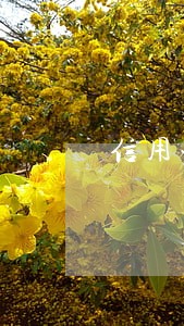 信用卡逾期一案 正式备案 信用卡逾期一案 正式备案